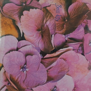 Still Life LP 2003 Akarma