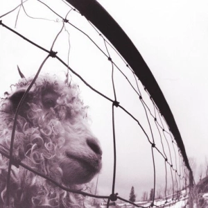 Pearl Jam, Vs. LP Clear