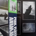 Pink Floyd, Animals, LP 1977 Japan , CBS/Sony, płyta winylowa